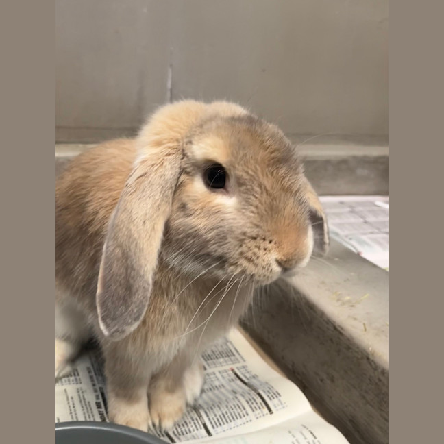Photo of Bowie Bun