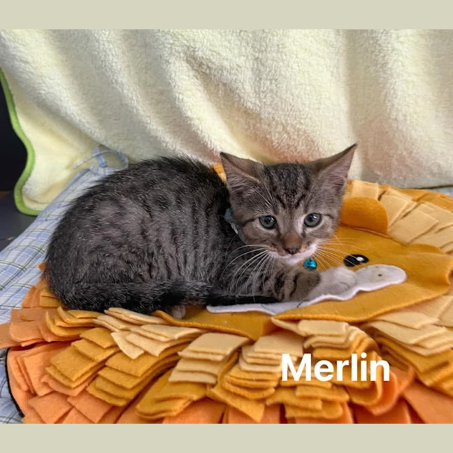 Photo of Merlin