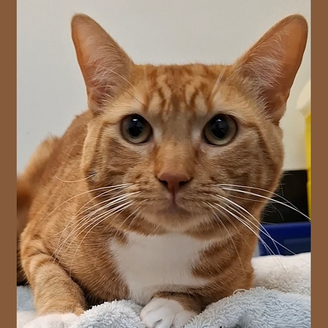 Photo of Rufus