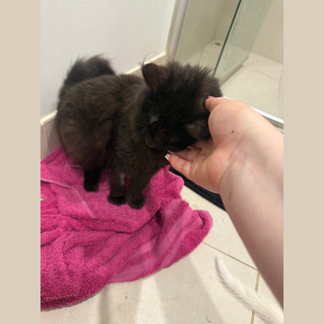 Photo of Dora