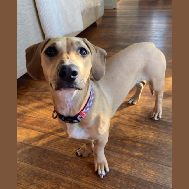 Photo of Daisy