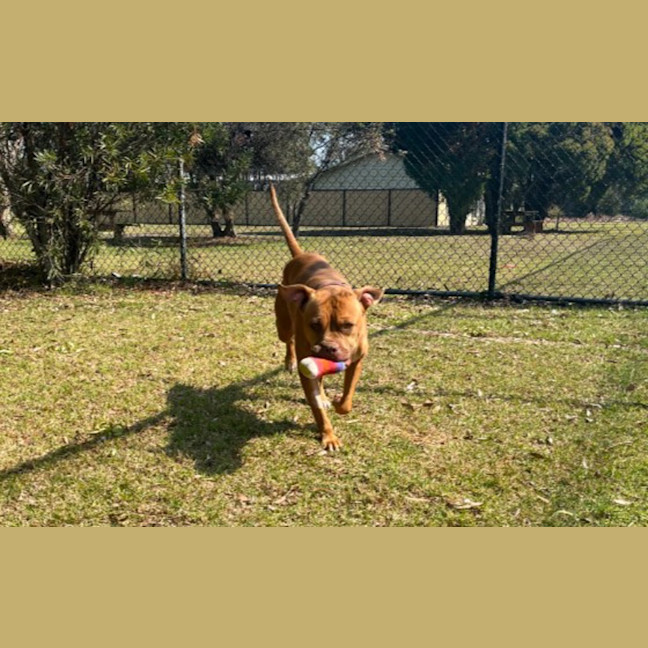 Photo of Ginger