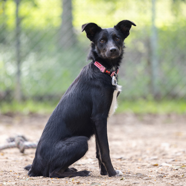 Photo of Bella