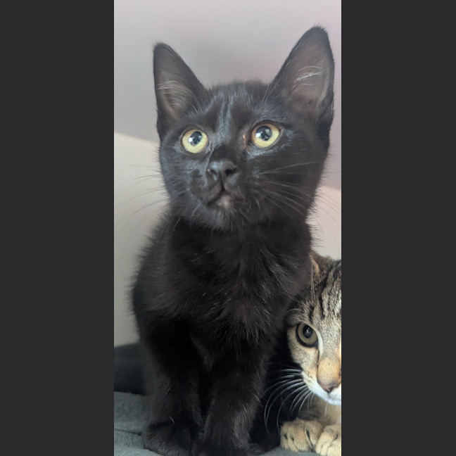 Photo of Binx