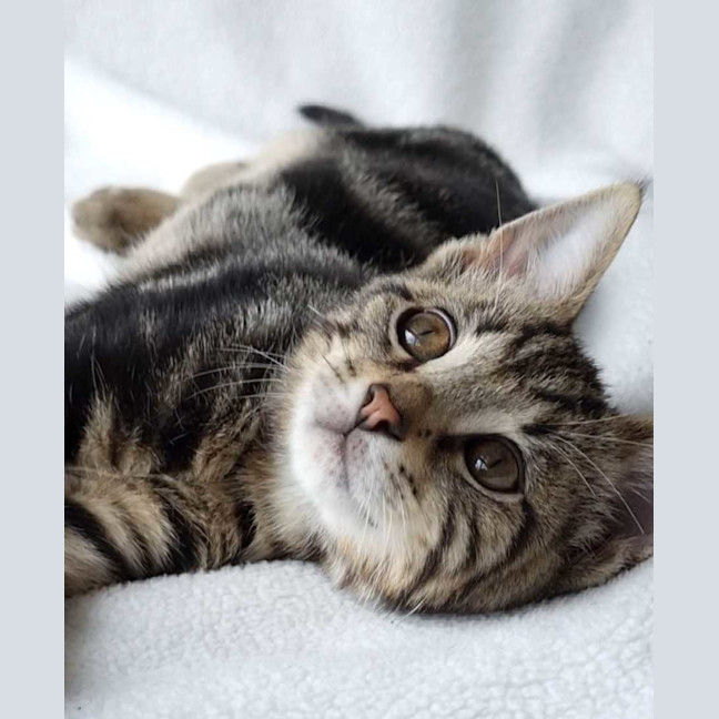 Photo of Houdini