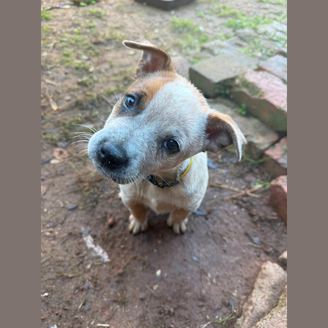 Photo of Rumba