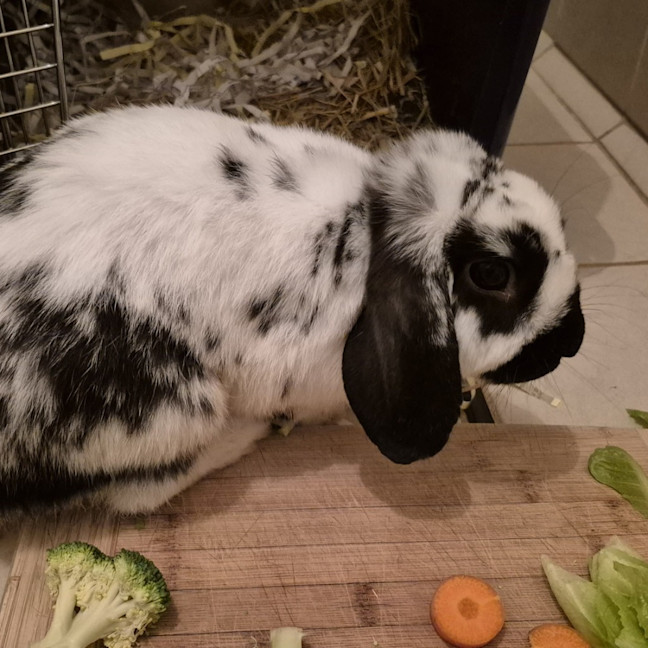 Photo of Paddy