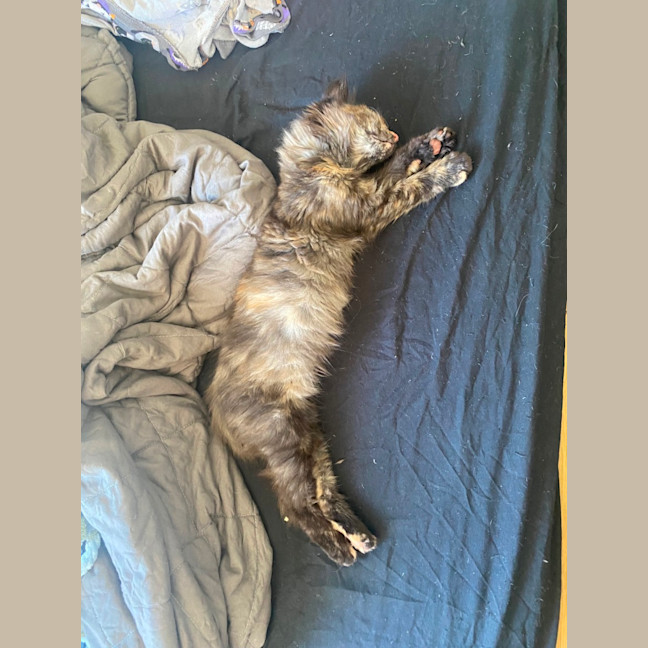 Photo of Keyleth **2nd Chance Cat Rescue**