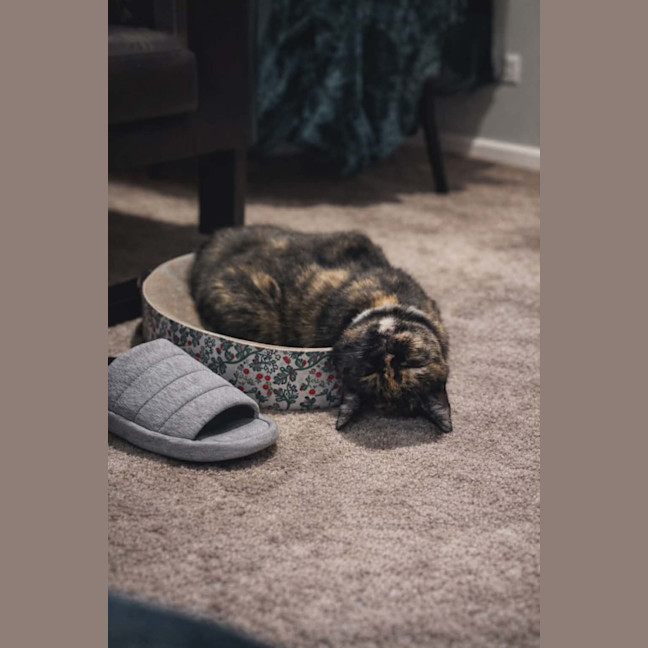 Photo of Meowlette* 9 Lives Project Rescue*