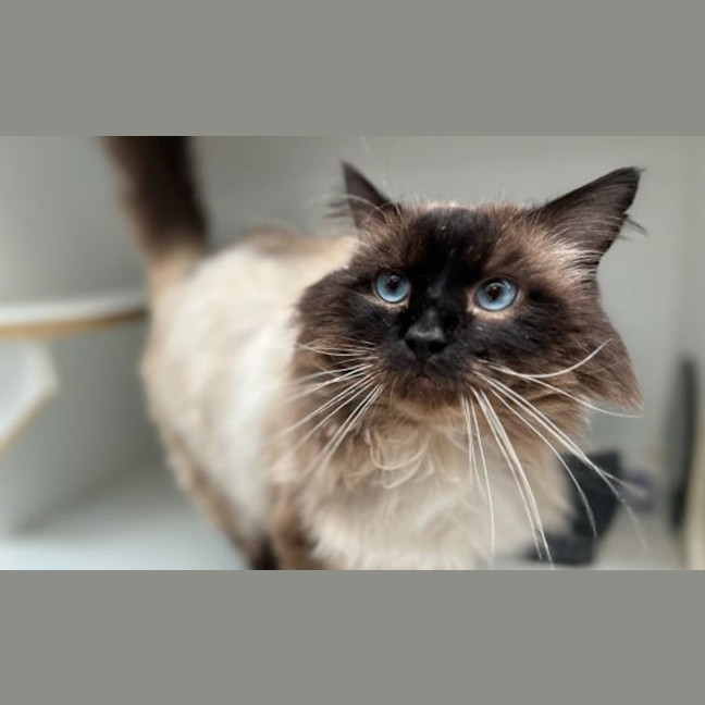 Photo of Emperor Nero