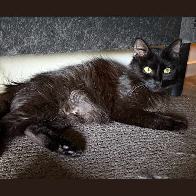 Photo of Minnie Moo
