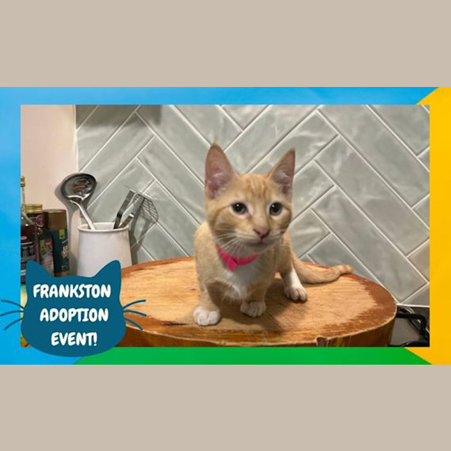 Photo of Cilantro 