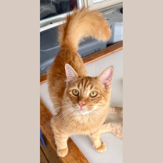 Photo of Lady Cattlin
