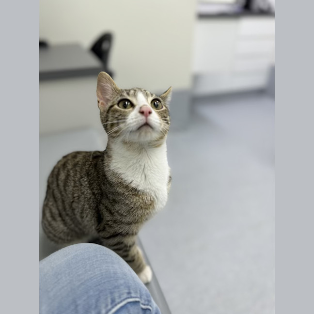 Photo of Sophie   4 Month Old Domestic Short Hair