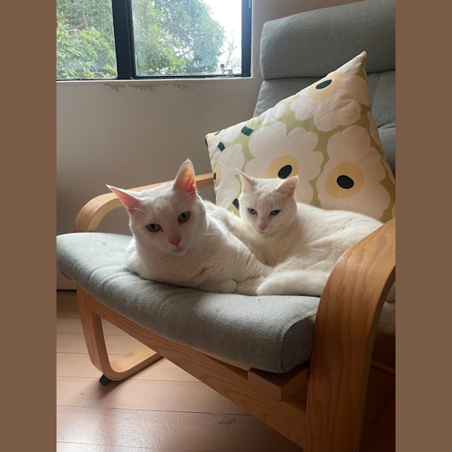 Photo of Bella & Bello