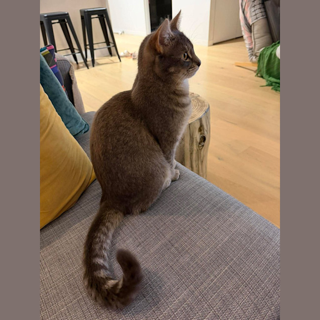 Photo of Misaki The Shiitake Cat