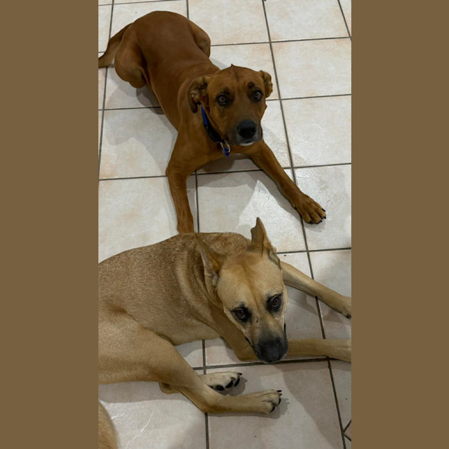 Photo of Bear   5 Year Old Ridgeback