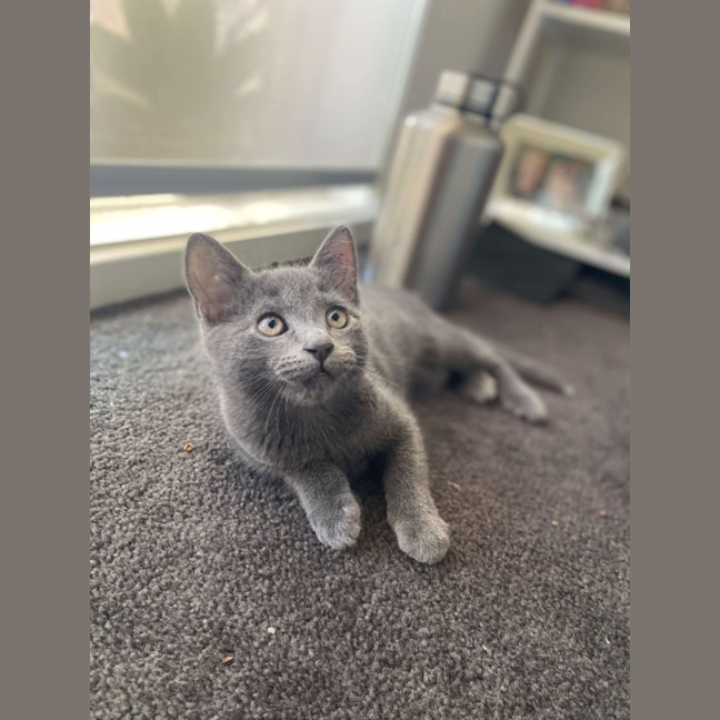 Photo of Emo Meet Me @Petstock Mornington Store 