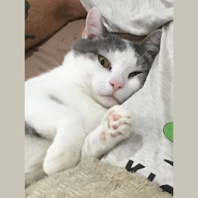 Photo of Freddie ^^Dandy Cat Rescue^^