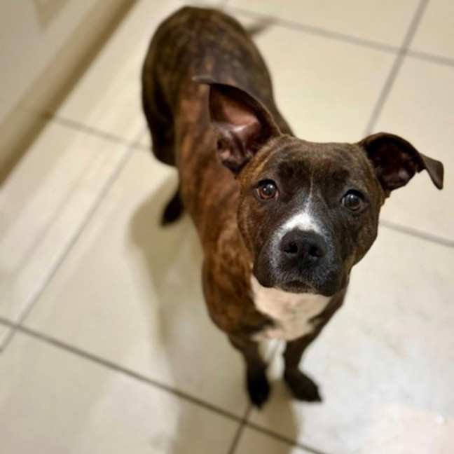 Photo of Gracie 