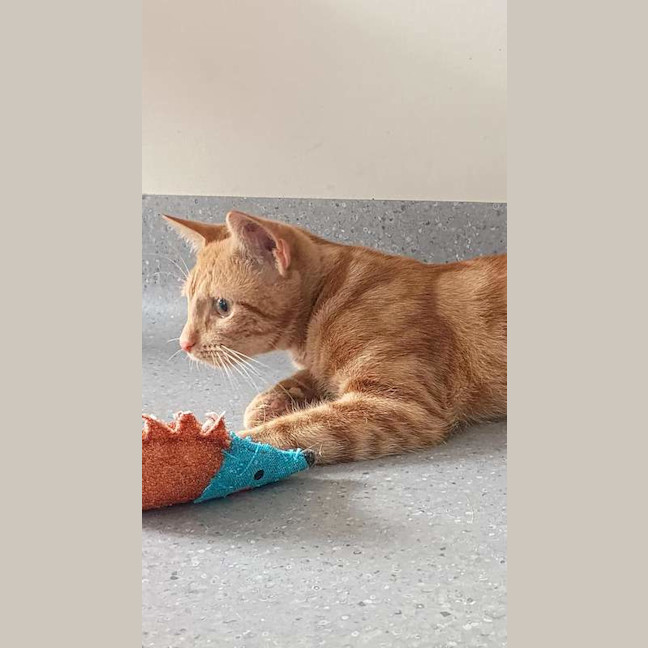 Photo of Champion