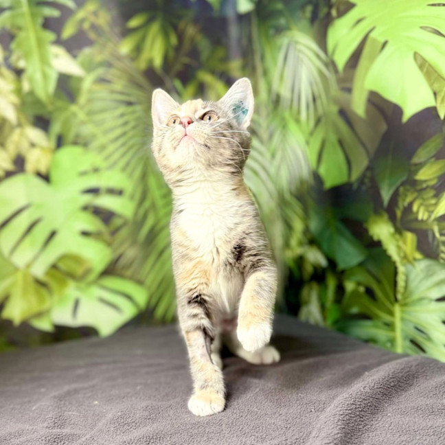 Photo of Opal (Located In Preston) 