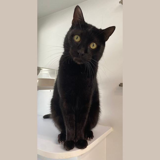Photo of Humphrey