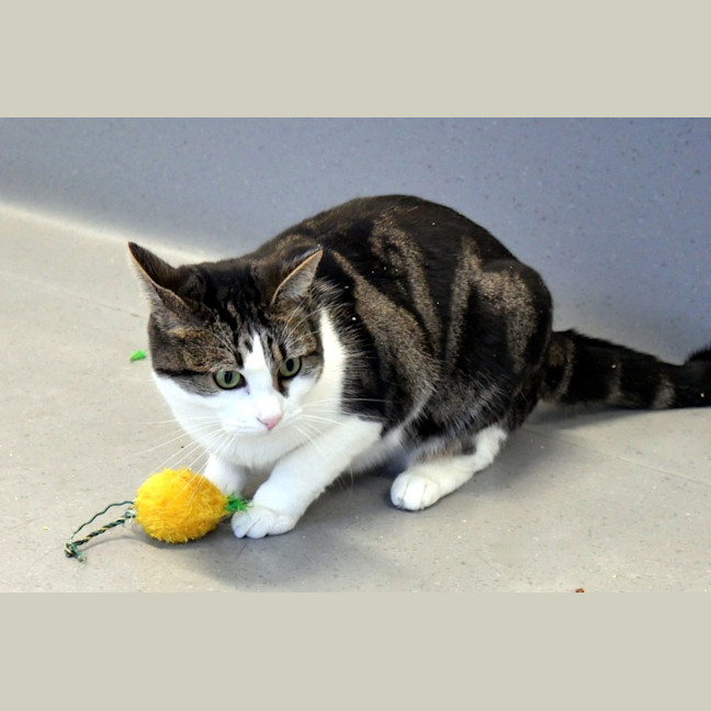 Photo of Button Sua014765