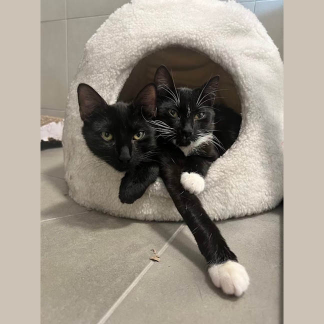 Photo of Midnight