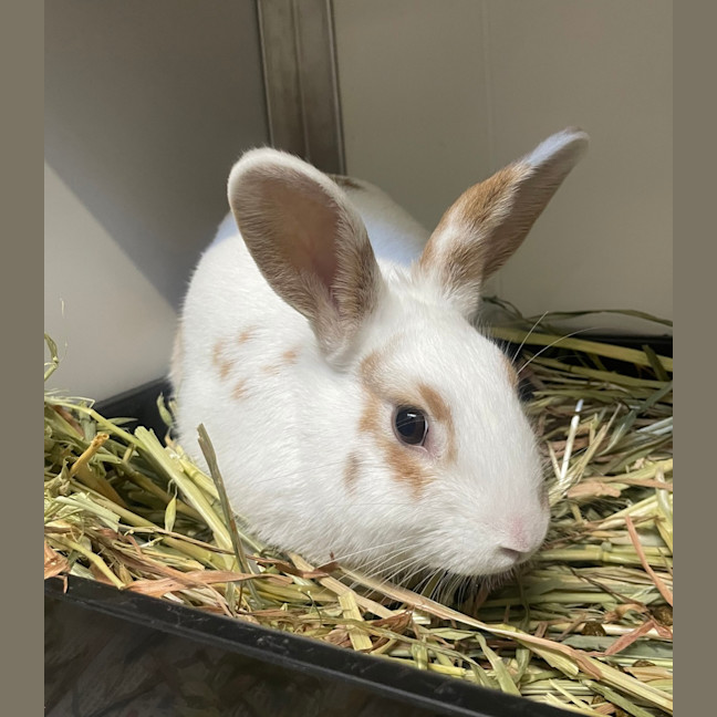 Photo of Peanut (Bonded To Bugs)