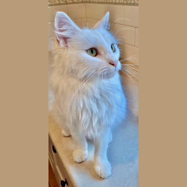 Photo of Topaz