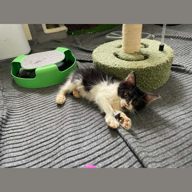 Photo of Echo
