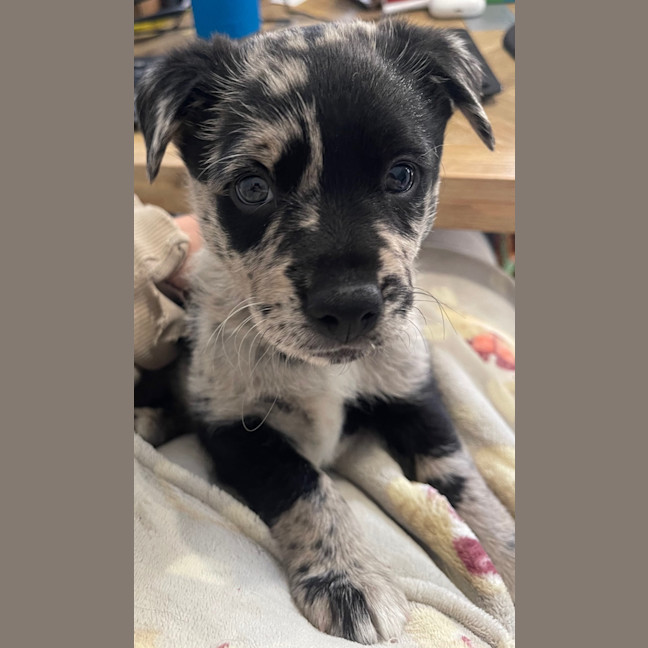 Photo of Leo   8 Week Old Koolie (Trial)