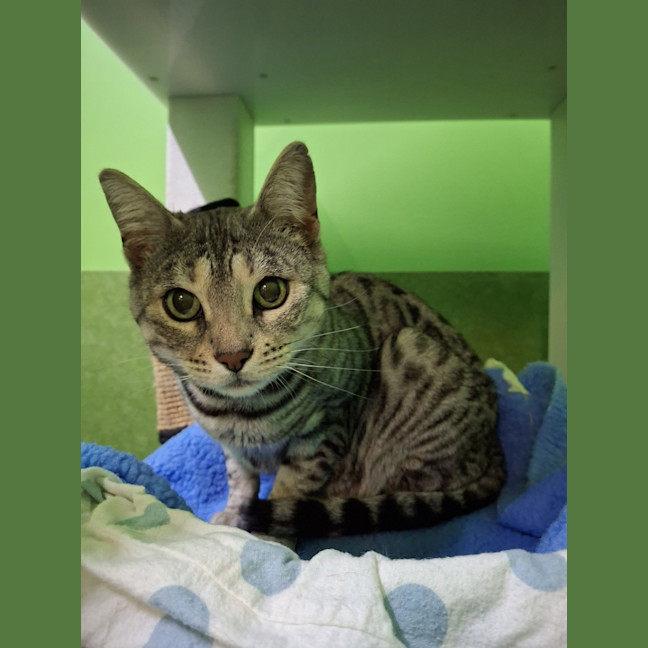 Photo of Sesame