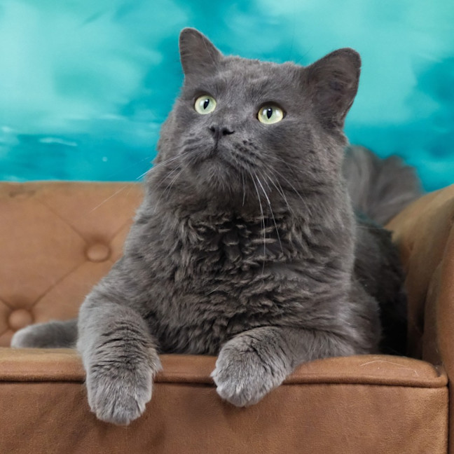 Photo of Franklyn