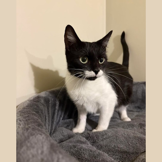 Photo of Lady Stella