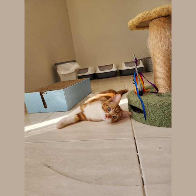 Photo of Baron Marmalade