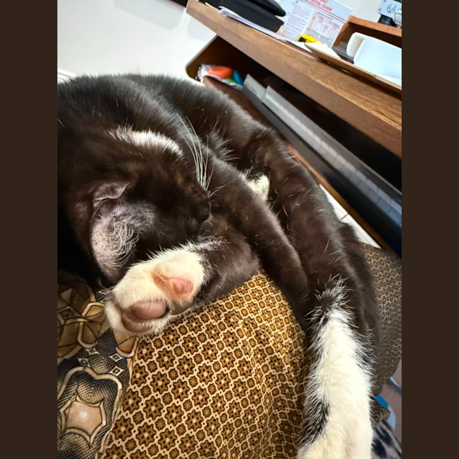 Photo of Mickey Mouse