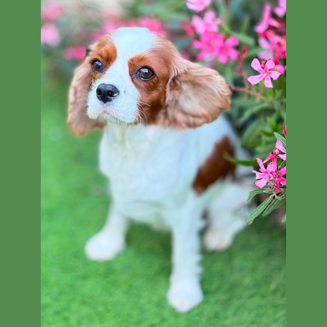 Photo of Riley