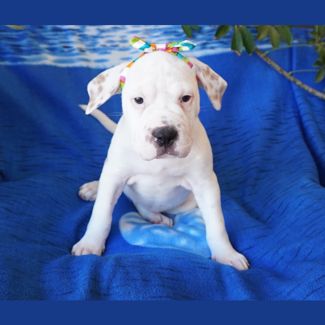 Photo of Annie