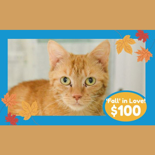 Photo of Pumpkin