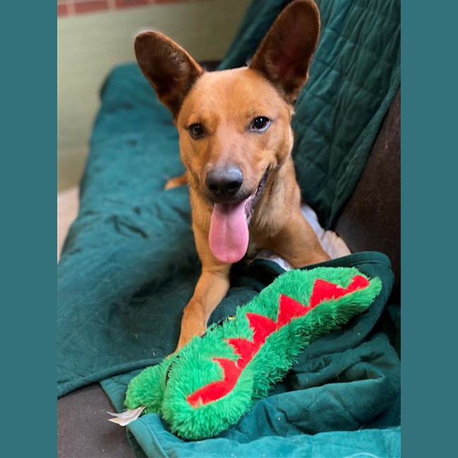 Photo of Dingo