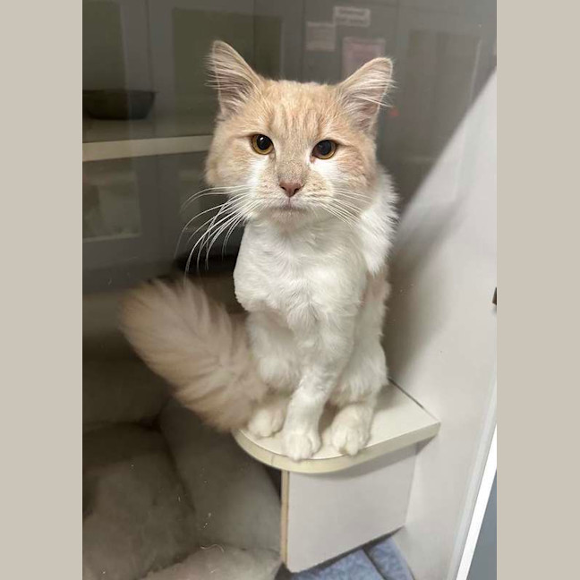 Photo of Custard