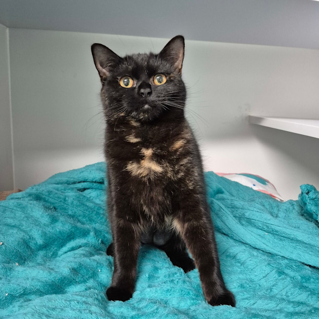 Photo of Seraphina