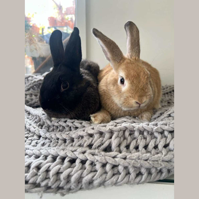 Photo of Eggy & Ellis