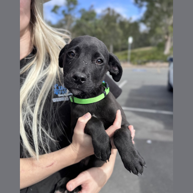 Photo of Whiskey