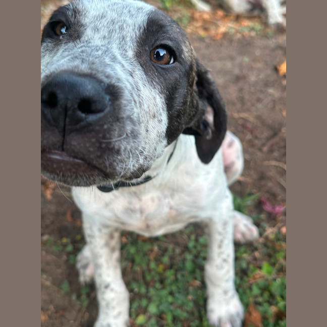 Photo of Greedy Smurf