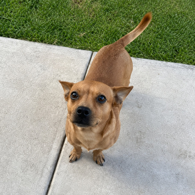 Photo of Churro