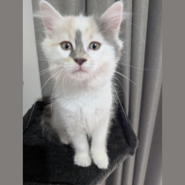 Photo of Crumpet