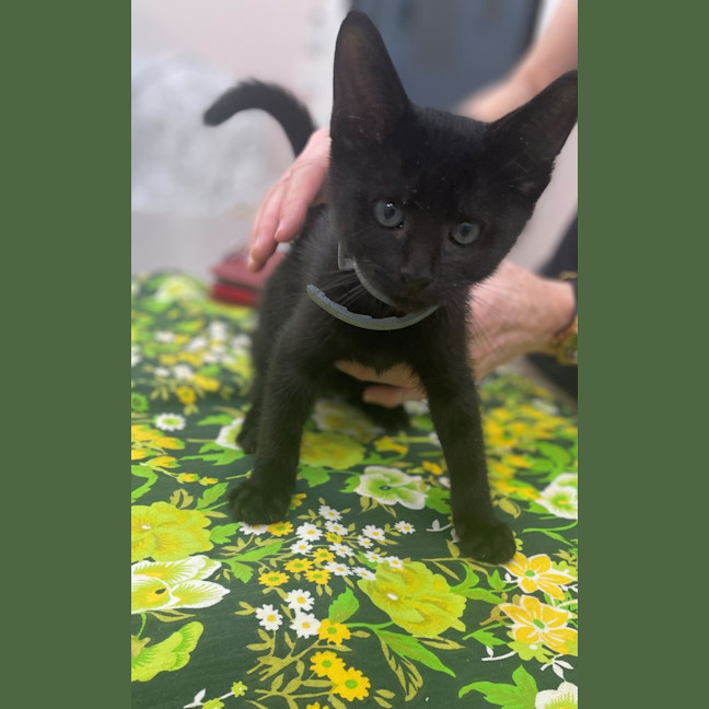 Photo of Prancer (8909)